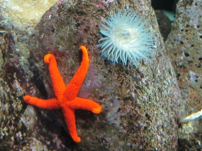 Preps aquario starfishes.jpg