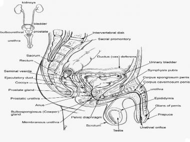 urocultura post masaj prostatic trage în abdomenul inferior prostatita