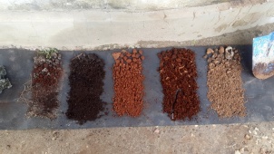 Comparing the soil.jpg