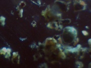 dirt sample with a rotifer in the left side of the image