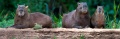 1-capybara-hydrochoerus-hydrochaeris-panoramic-images.jpg