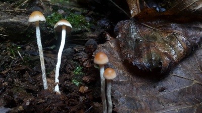 Fungi03.jpg