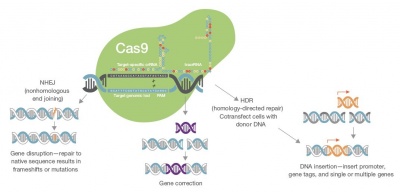 CRISPR schema.jpg