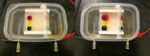 DIY micro GelElectrophoresis.jpg