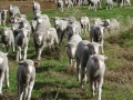Sheep Genetics.jpg
